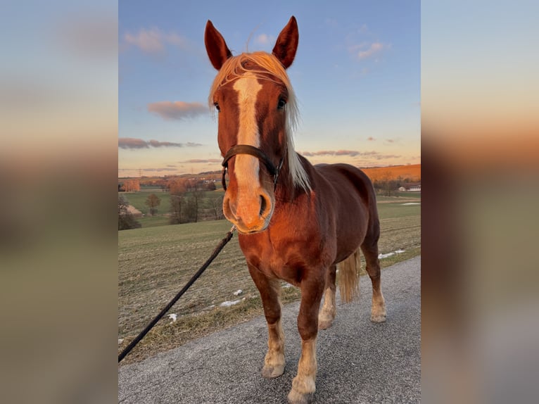 Trait allemand du Sud Hongre 6 Ans 167 cm Alezan in Dorfen
