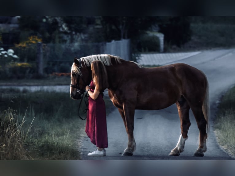Trait allemand du Sud Hongre 6 Ans 167 cm Alezan in Dorfen