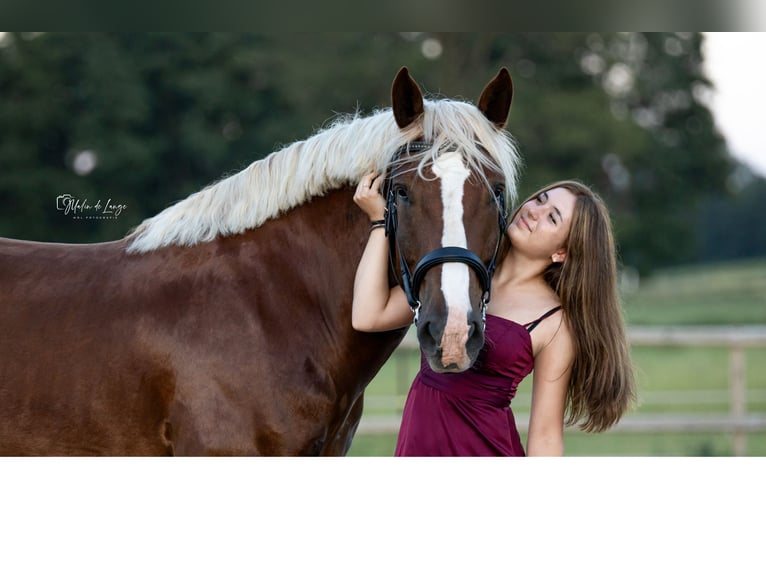 Trait allemand du Sud Hongre 6 Ans 167 cm Alezan in Dorfen