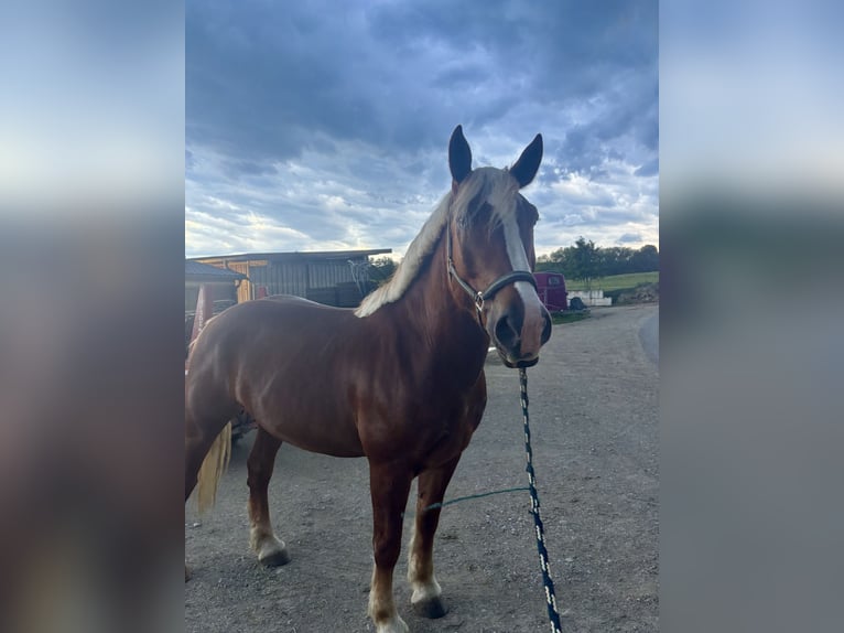 Trait allemand du Sud Hongre 6 Ans 167 cm Alezan in Dorfen