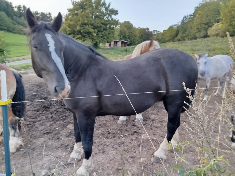 Trait allemand du Sud Hongre 6 Ans 170 cm Noir in Floh-Seligenthal