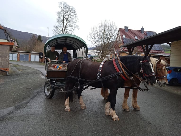 Trait allemand du Sud Hongre 6 Ans 170 cm Noir in Floh-Seligenthal