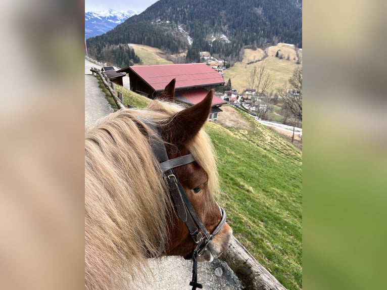 Trait allemand du Sud Hongre 6 Ans 173 cm Alezan in Grafenweg