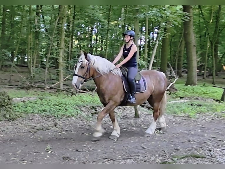 Trait allemand du Sud Hongre 7 Ans 160 cm Alezan brûlé in Braunschweig