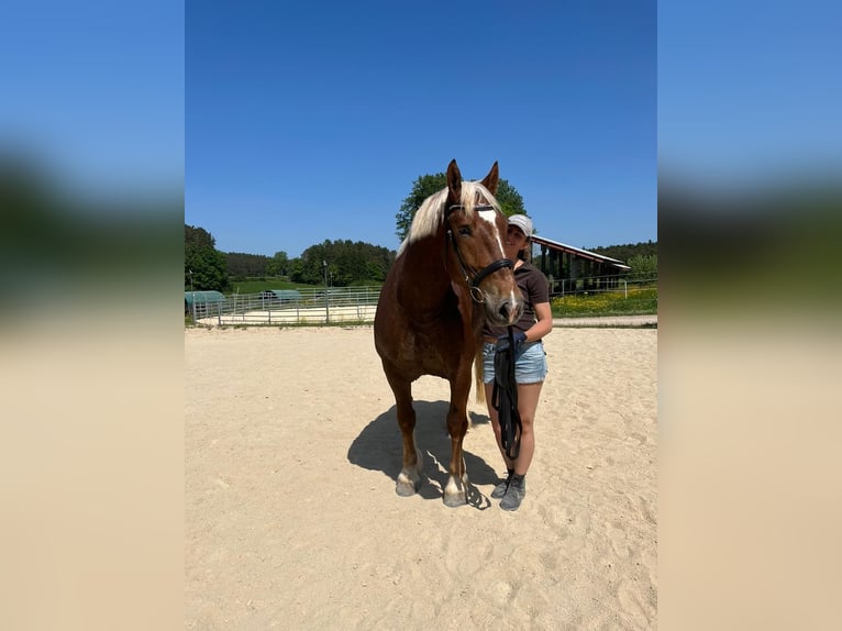 Trait allemand du Sud Hongre 7 Ans 164 cm Alezan in Sulzbach-Rosenberg