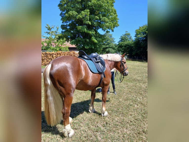 Trait allemand du Sud Hongre 7 Ans 164 cm Alezan in Sulzbach-Rosenberg