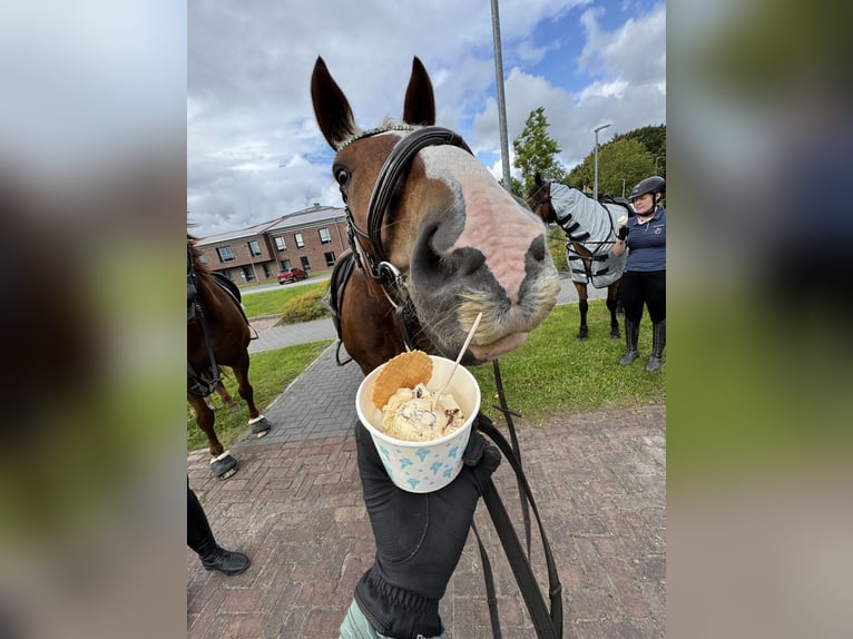 Trait allemand du Sud Hongre 7 Ans 165 cm Alezan brûlé in Ihlow