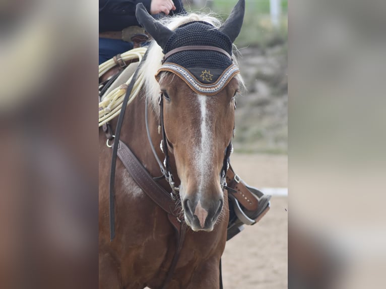Trait allemand du Sud Hongre 7 Ans 168 cm Alezan brûlé in Weismain