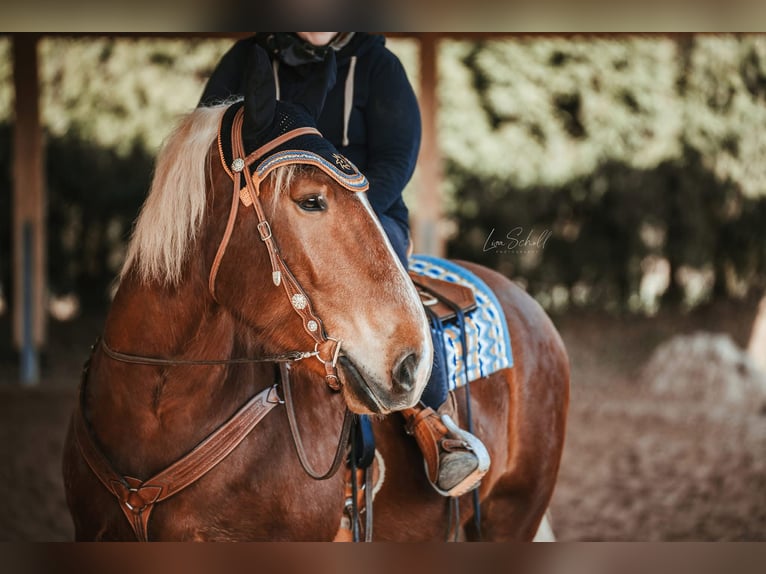 Trait allemand du Sud Hongre 7 Ans 168 cm Alezan brûlé in Weismain