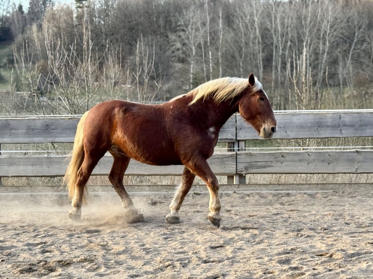 Trait allemand du Sud Hongre 7 Ans 168 cm Alezan brûlé in Weismain