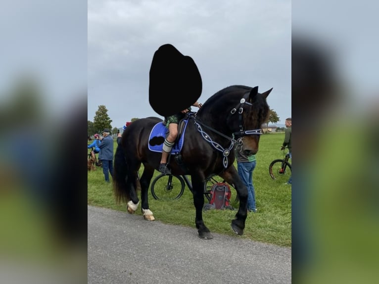Trait allemand du Sud Hongre 8 Ans 165 cm Bai brun in Halblech