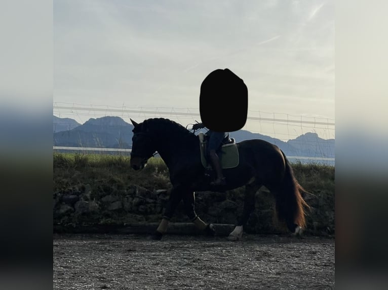 Trait allemand du Sud Hongre 8 Ans 165 cm Bai brun in Halblech