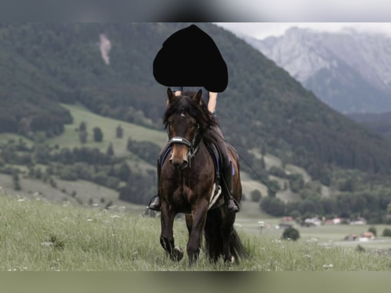 Trait allemand du Sud Hongre 8 Ans 165 cm Bai brun in Halblech