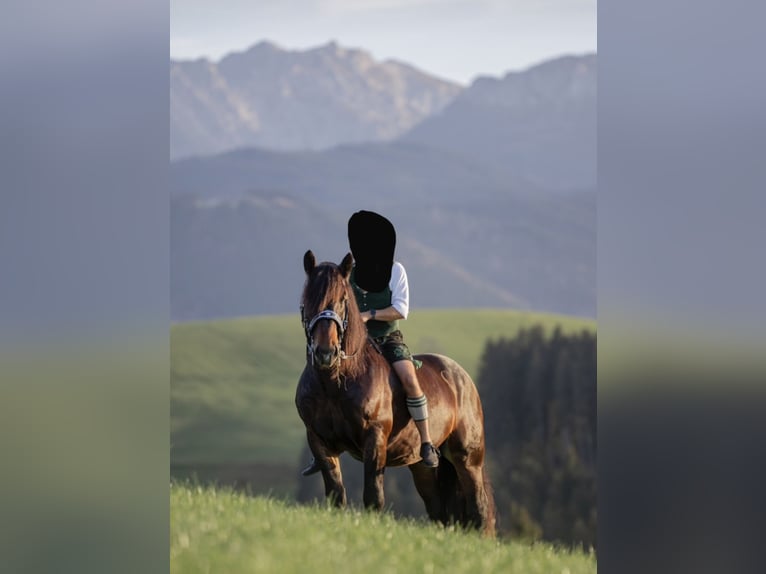 Trait allemand du Sud Hongre 8 Ans 165 cm Bai brun in Halblech