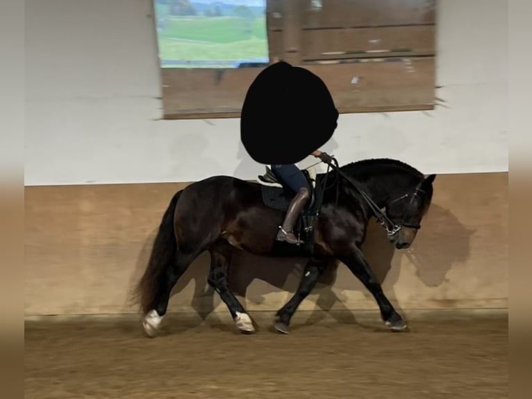 Trait allemand du Sud Hongre 8 Ans 165 cm Bai brun in Halblech