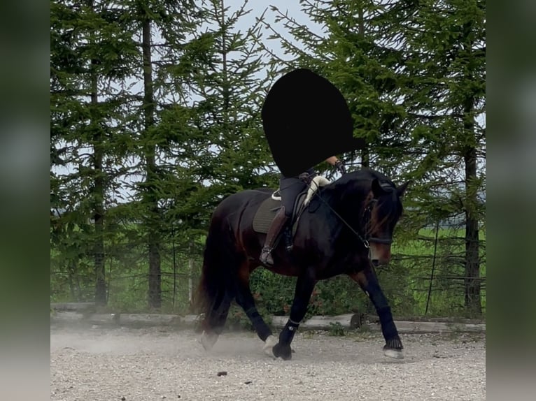 Trait allemand du Sud Hongre 8 Ans 165 cm Bai brun in Halblech
