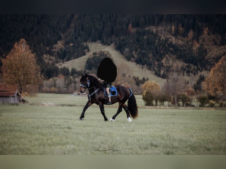 Trait allemand du Sud Hongre 8 Ans 165 cm Bai brun in Halblech