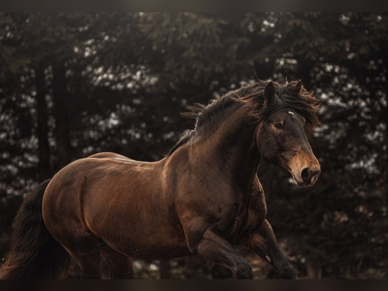 Trait allemand du Sud Hongre 8 Ans 165 cm Bai brun in Halblech