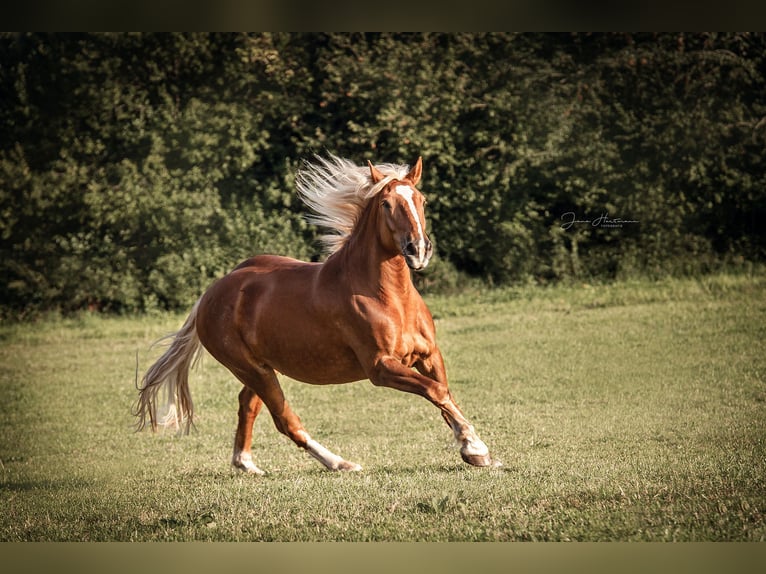 Trait allemand du Sud Hongre 8 Ans 167 cm Alezan in Steingaden