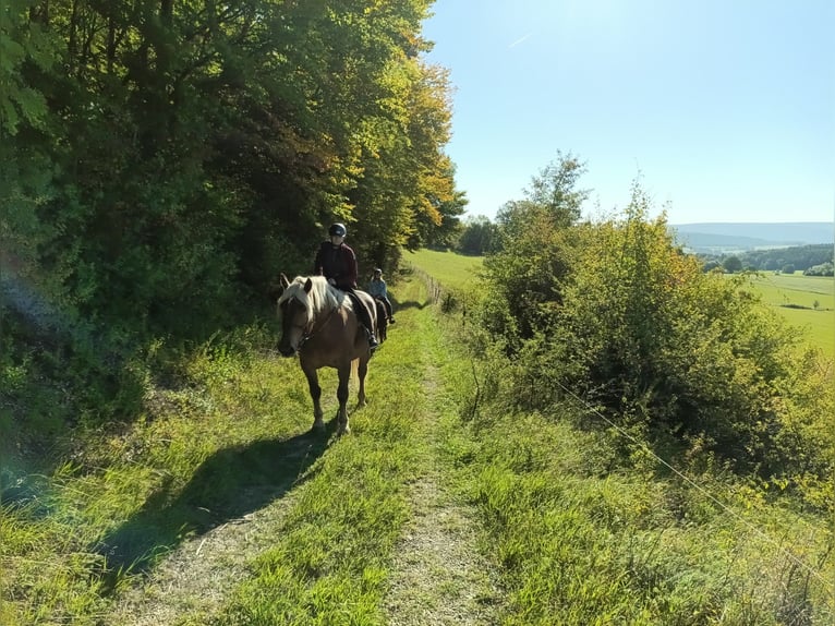 Trait allemand du Sud Hongre 8 Ans 186 cm Alezan in Sinntal