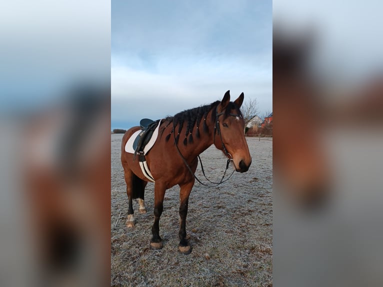 Trait allemand du Sud Croisé Hongre 9 Ans 170 cm Bai in Landsberg am Lech