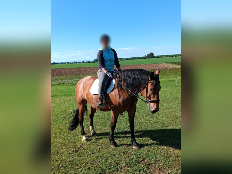 Trait allemand du Sud Croisé Hongre 9 Ans 170 cm Bai in Landsberg am Lech