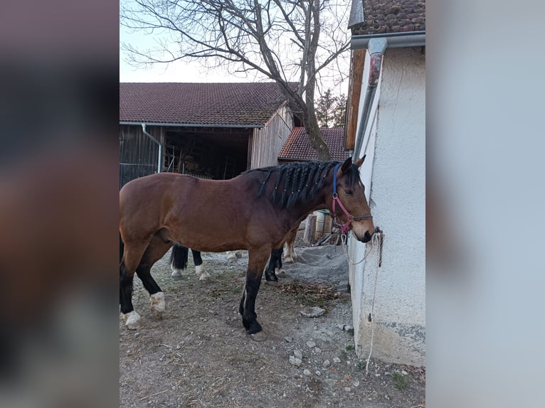 Trait allemand du Sud Croisé Hongre 9 Ans 170 cm Bai in Landsberg am Lech