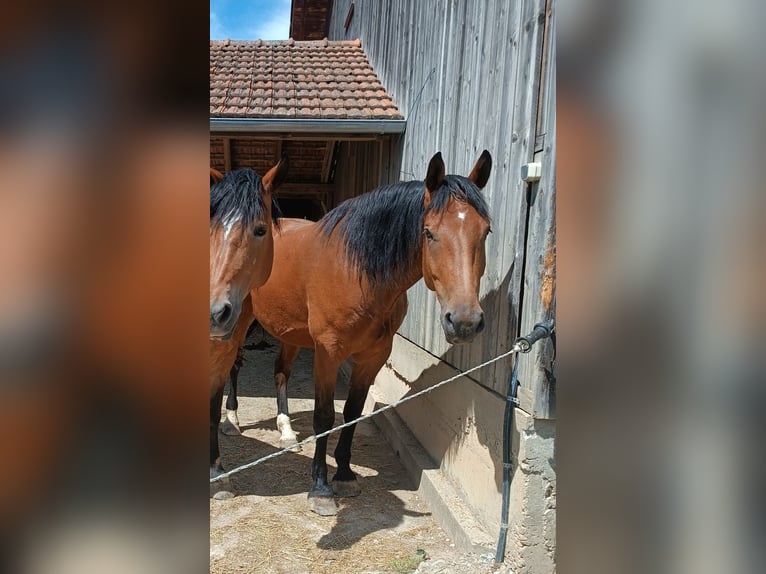 Trait allemand du Sud Croisé Hongre 9 Ans 170 cm Bai in Landsberg am Lech