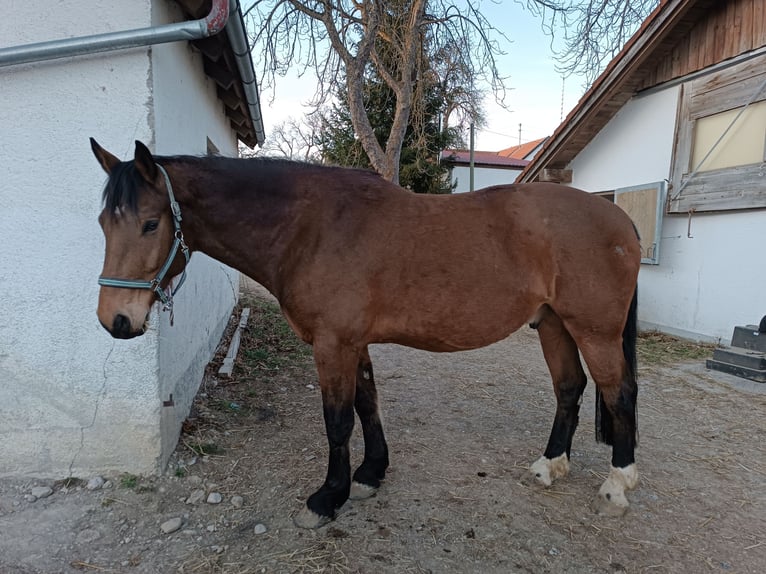 Trait allemand du Sud Croisé Hongre 9 Ans 170 cm Bai in Landsberg am Lech