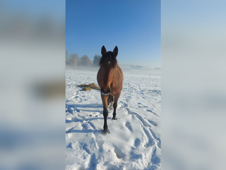 Trait allemand du Sud Croisé Hongre 9 Ans 170 cm Bai in Landsberg am Lech