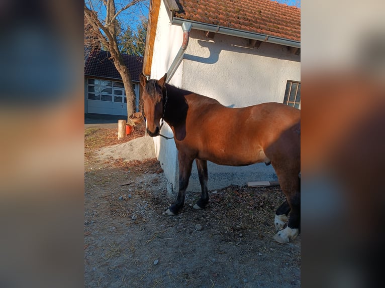 Trait allemand du Sud Croisé Hongre 9 Ans 170 cm Bai in Landsberg am Lech
