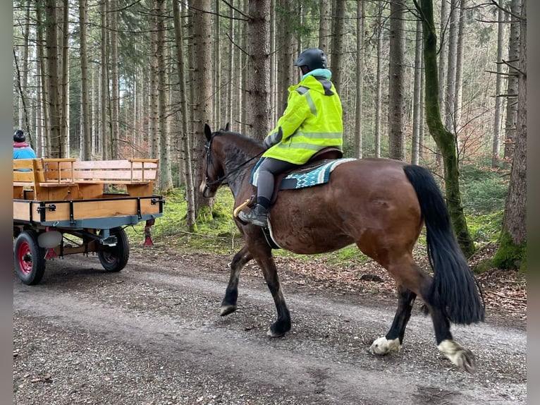 Trait allemand du Sud Croisé Hongre 9 Ans 170 cm Bai in Landsberg am Lech