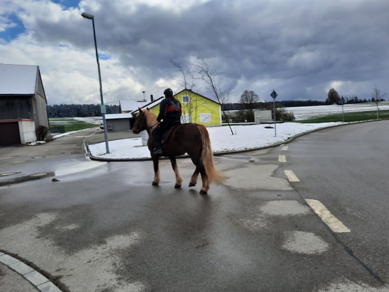 Trait allemand du Sud Jument 10 Ans 163 cm Alezan brûlé in Kipfenberg