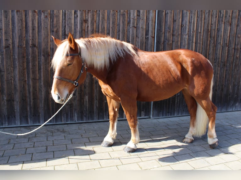 Trait allemand du Sud Jument 10 Ans 163 cm Alezan brûlé in Kipfenberg