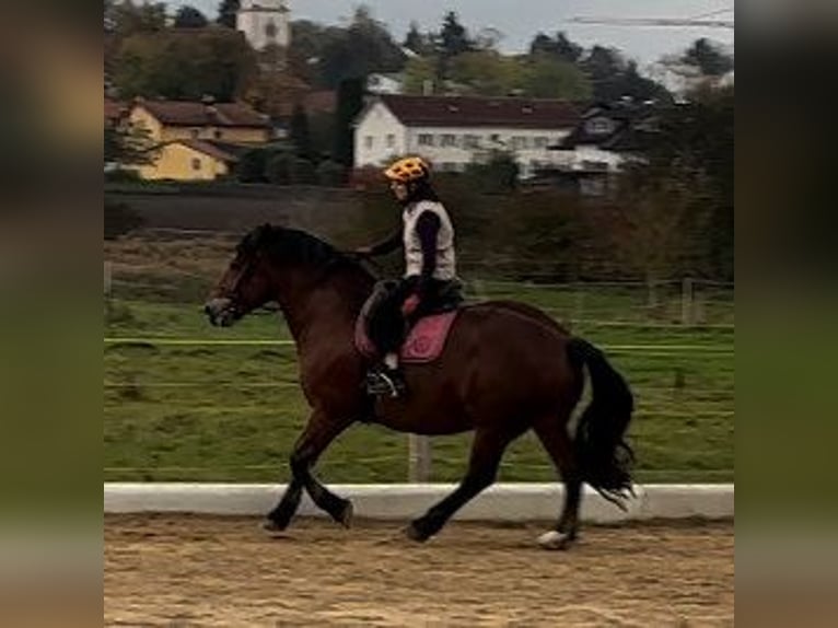 Trait allemand du Sud Jument 10 Ans 165 cm Bai in Inning am Ammersee