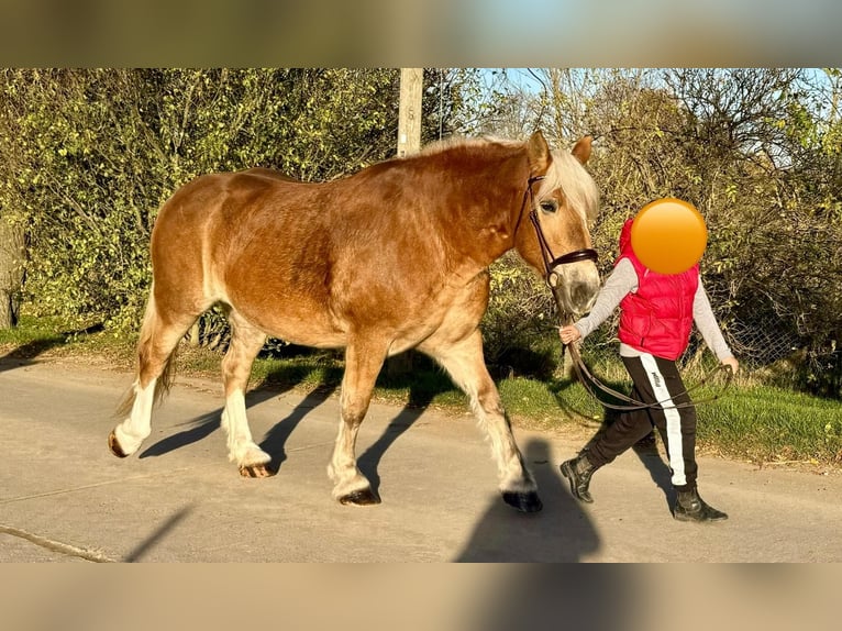 Trait allemand du Sud Jument 11 Ans 158 cm Alezan in Gleina