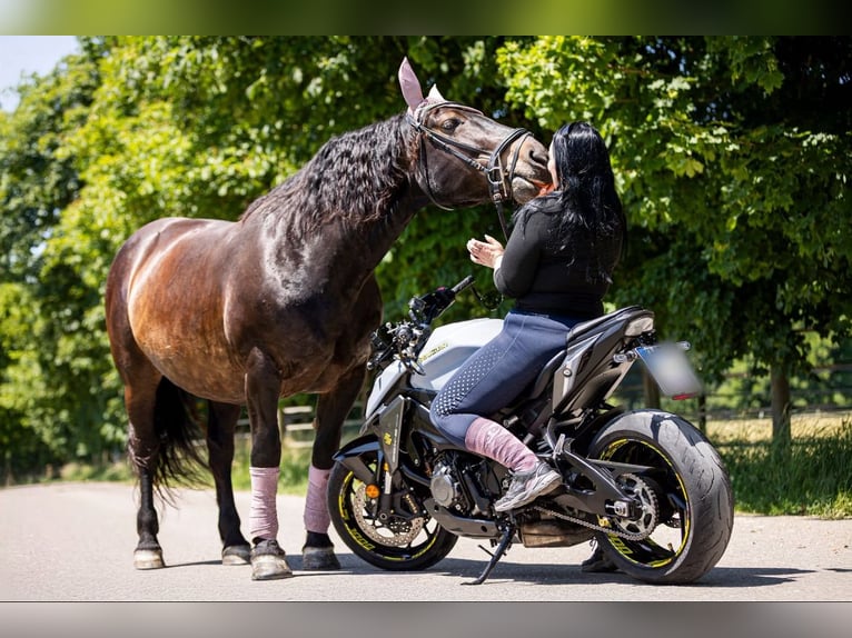 Trait allemand du Sud Jument 13 Ans 162 cm Noir in Jettingen-Scheppach