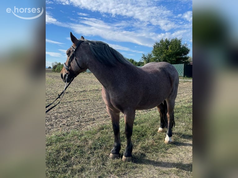 Trait allemand du Sud Croisé Jument 15 Ans 154 cm Aubère in Karben