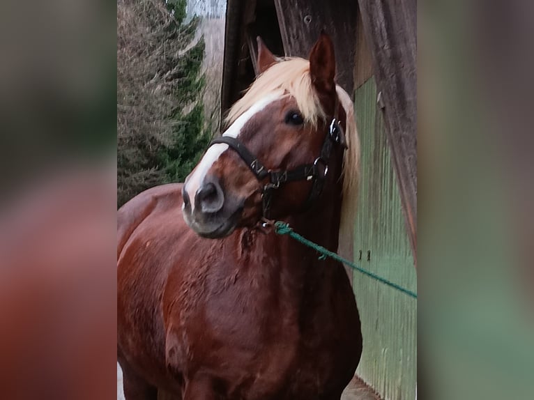 Trait allemand du Sud Jument 15 Ans 165 cm Alezan brûlé in Kreuztal