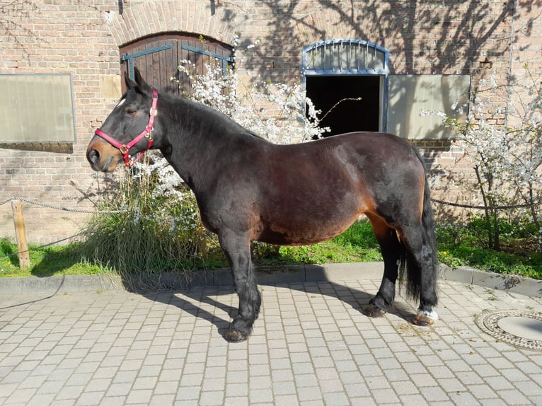 Trait allemand du Sud Jument 15 Ans 168 cm Bai in Wiesbaden