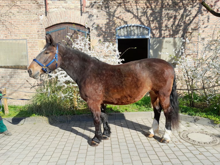 Trait allemand du Sud Jument 15 Ans 168 cm Bai in Wiesbaden