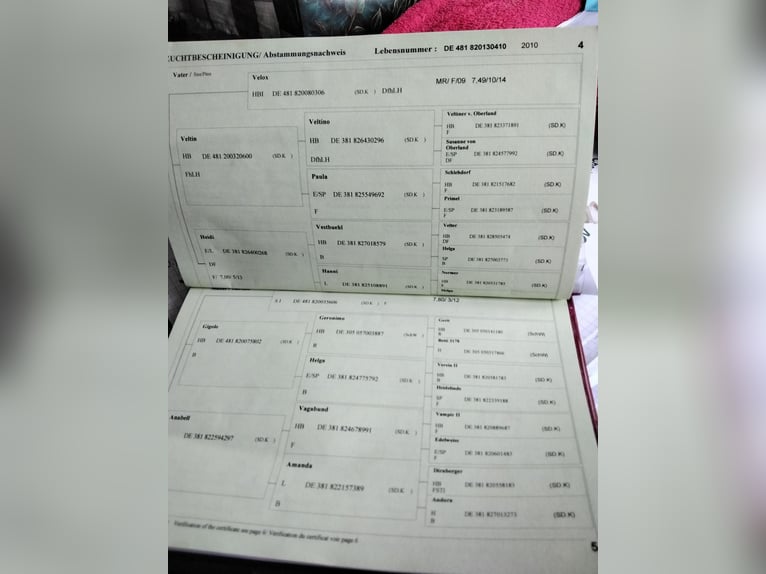 Trait allemand du Sud Jument 16 Ans 163 cm Alezan brûlé in Großpösna