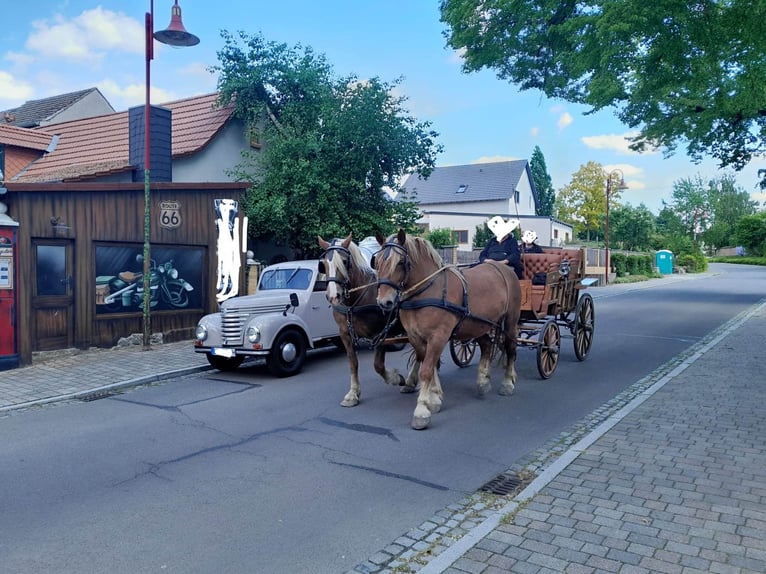 Trait allemand du Sud Jument 16 Ans 163 cm Alezan brûlé in Großpösna