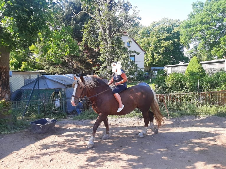 Trait allemand du Sud Jument 16 Ans 163 cm Alezan brûlé in Großpösna