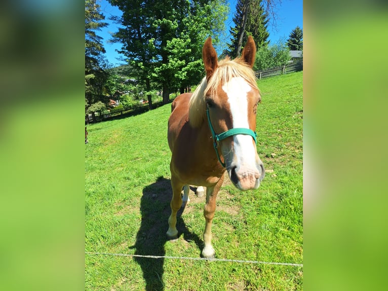 Trait allemand du Sud Jument 1 Année Alezan in Elterlein