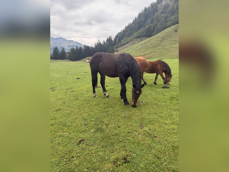 Trait allemand du Sud Jument 1 Année Bai brun foncé in Brannenburg