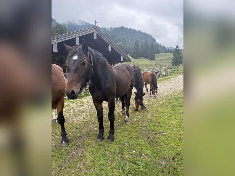 Trait allemand du Sud Jument 1 Année Bai brun foncé in Brannenburg
