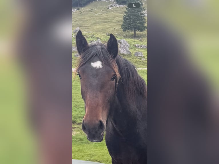 Trait allemand du Sud Jument 1 Année Bai brun foncé in Brannenburg