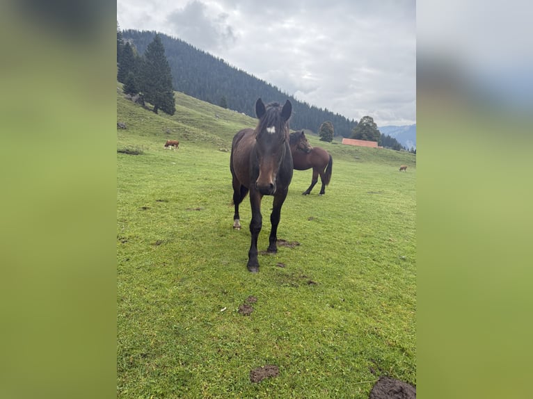 Trait allemand du Sud Jument 1 Année Bai brun foncé in Brannenburg