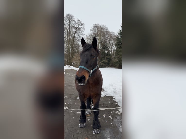 Trait allemand du Sud Jument 20 Ans 165 cm Bai brun in Birstein